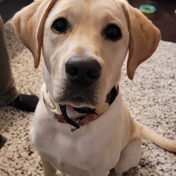 Welcome to my Closet!! I'm Courtney, your Posh Ambassador! 👋 - Picture 5 of 8